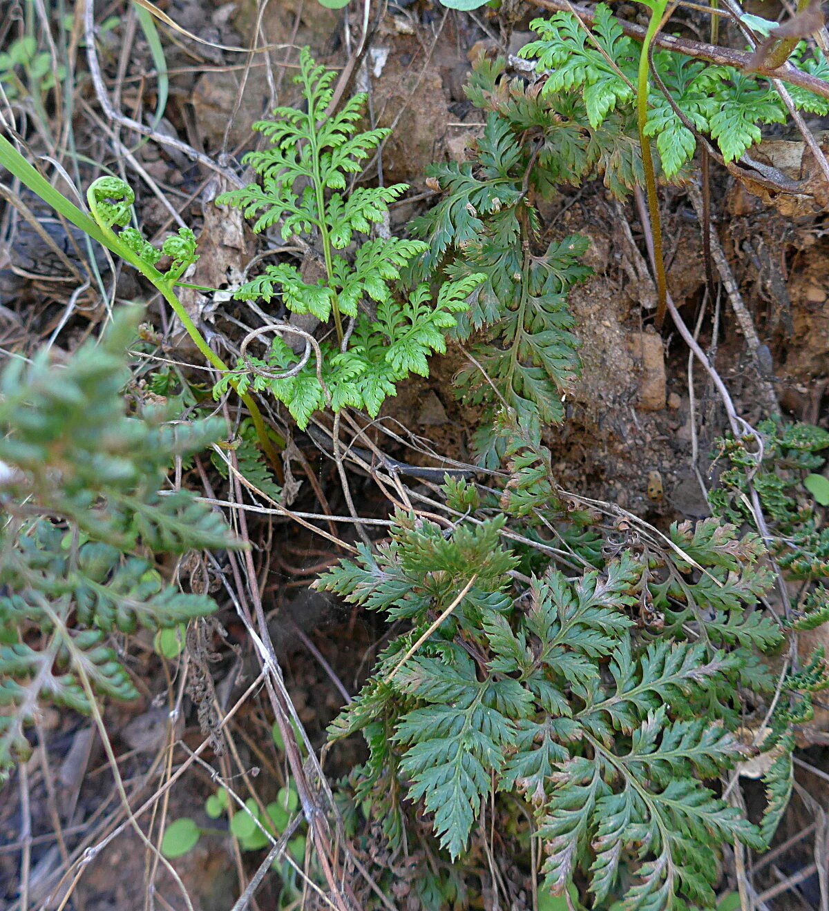 High Resolution Aspidotis californica Plant